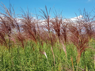 winterhartes ziergras Miscanthus sinensis Malepartus